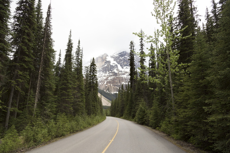 tranquility, beauty in nature, pine, outdoors, wilderness, coniferous tree, scenics - nature, travel, direction, land, road, forest, cold, environment