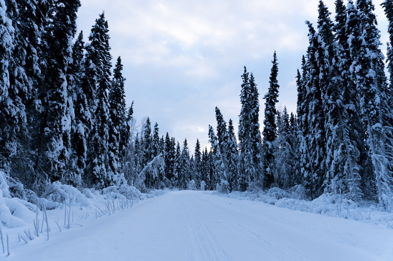 white color, beauty in nature, alaska, day, no people, nature, tranquil scene, trees, 5K, cold temperature, environment, non-urban scene, tranquility
