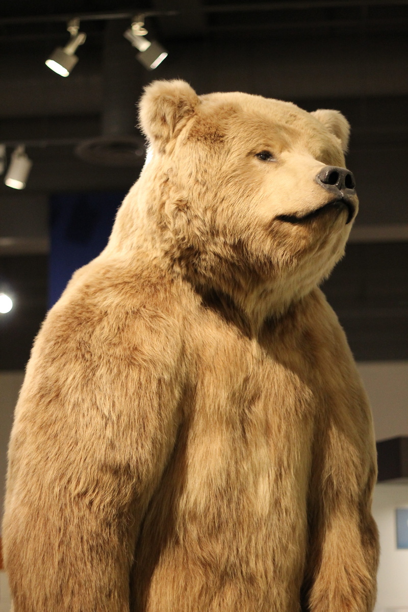animal head, one animal, Bear, museum, animal themes, Fairbanks, vertebrate, taxidermy, animal wildlife, wildlife, no people, Alaska, animal, close-up