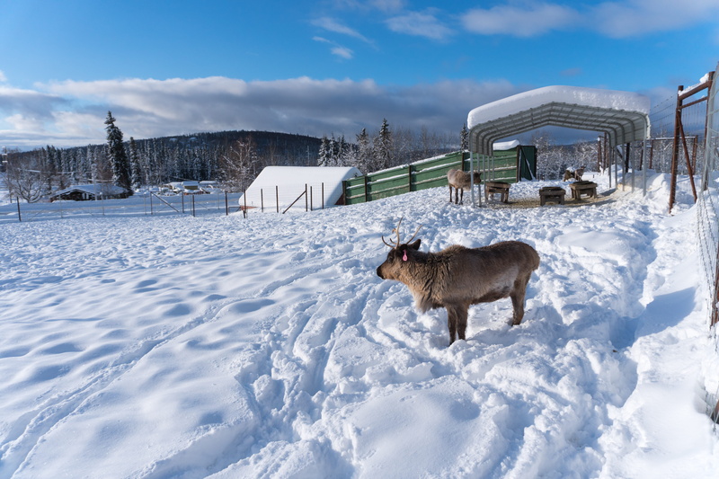 vertebrate, animal, herbivorous, field, nature, pets, domestic animals, land, reindeeer, standing, alaska, one animal, day, mammal, domestic, fairbanks