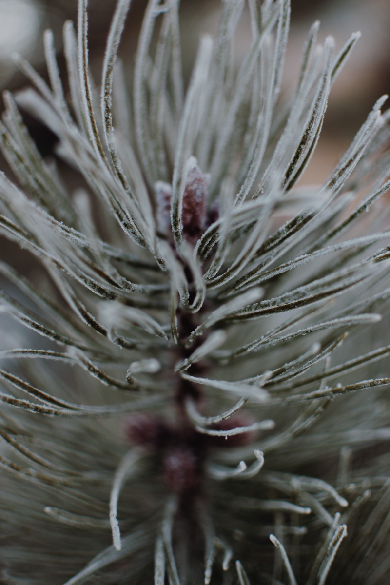 snow, backgrounds, pattern, tranquility, no people, nature, focus on foreground, selective focus, dry, plant, tree, outdoors, alaska, vulnerability, pine tree