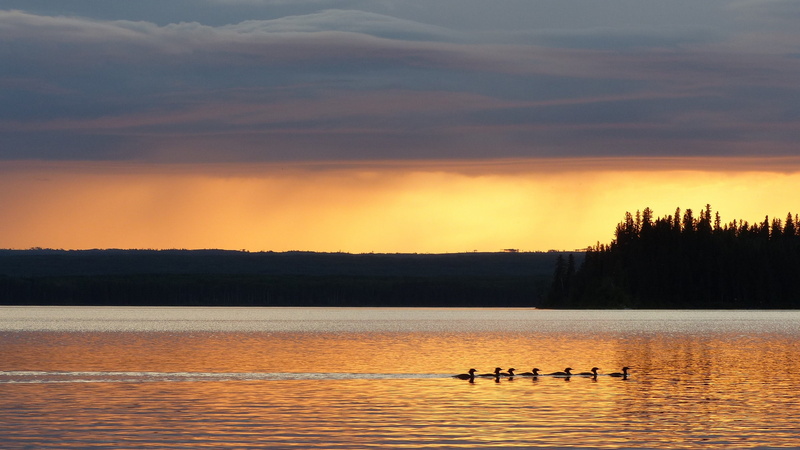 animal wildlife, tree, nature, sunset, ducks, water, cloud - sky, saskatchewan, outdoors, sky, reflection, waterfront, group of animals, beauty in nature