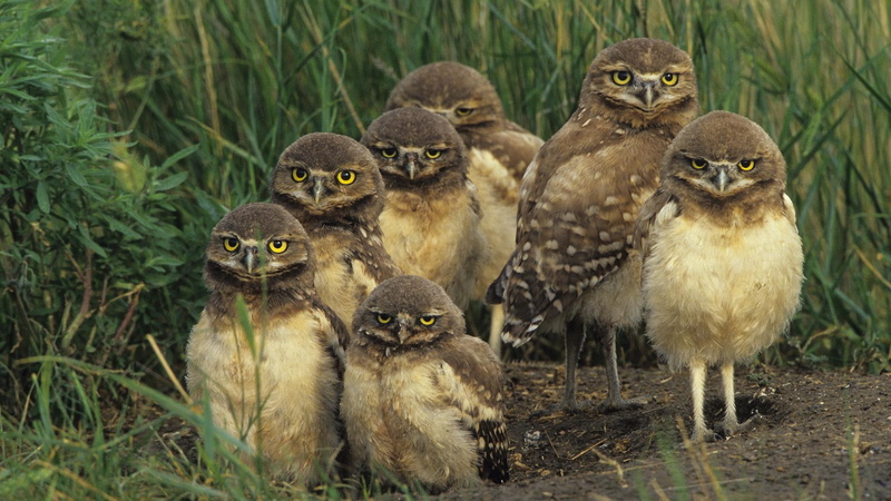 1080P, canada, chicks, animals, burrowing, owl, owls, grass, wildlife, saskatchewan