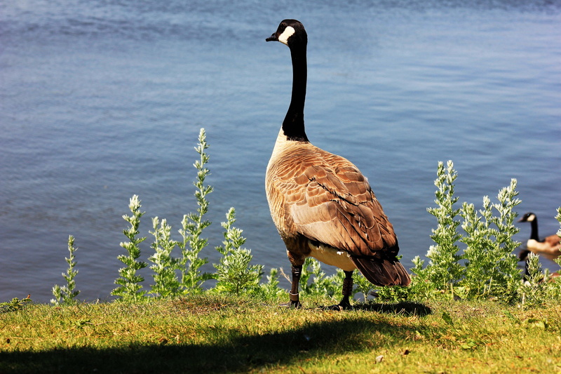 canada, outdoors, lakeshore, animal neck, lake, focus on foreground, animal themes, water, grass, goose, regina, animals in the wild, animal wildlife, beauty in nature
