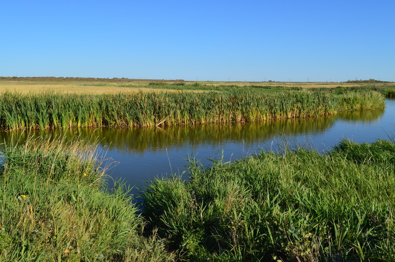 landscape, scenery, rural, marsh, environment, green color, reflection, beauty in nature, plant, countryside, water, agriculture, grass, wetland, lake