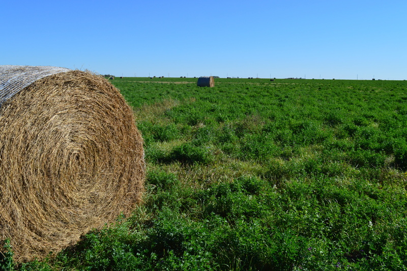 rural, hay, no people, tranquil scene, field, country, agriculture, hay bale, scenics - nature, landscaped, rolled Up, harvesting, roll, countryside, environment
