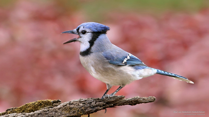 Birds, 2K, saskatchewan, blue, saskatoon, jay