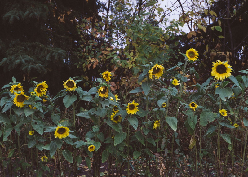 vibes, sunflowers, leaf, 5K, no people, day, tree, yellow, moody, flower head, canada, close-up, land, vulnerability, green, petal, nature, flower, outdoors