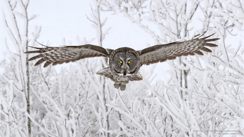 gray, 2K, owl, nisbet, Birds, forest, great, saskatchewan