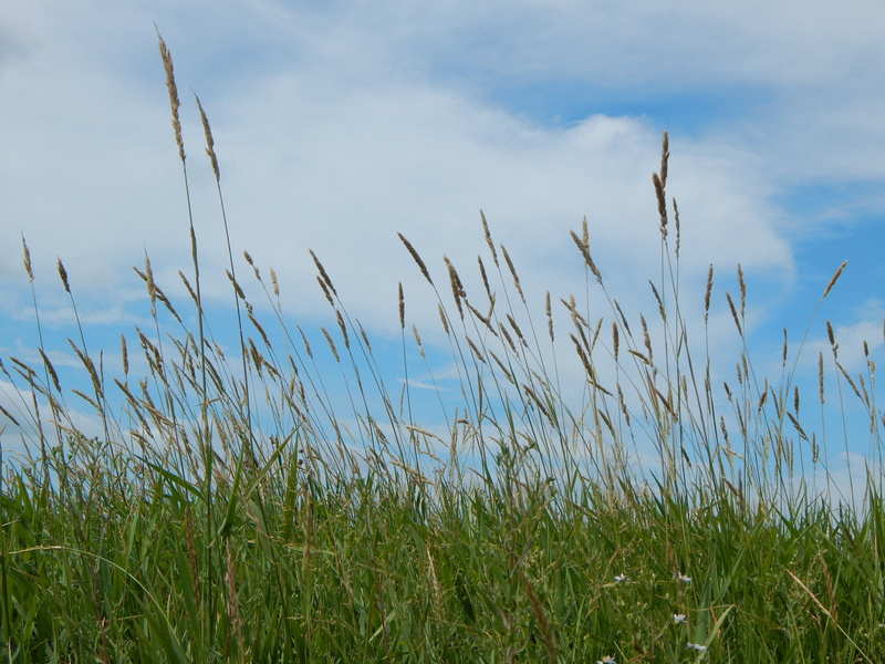 saskatchewan, stalk, tranquil scene, growth, water, sky, prairie, blade of grass, no people, timothy grass, grass, tranquility, environment, scenics - nature