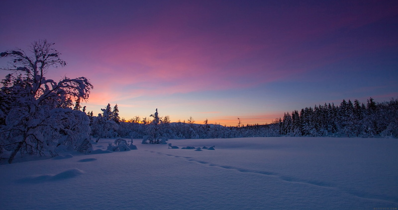 winter, the snow, snow, forest, 1080P, Norway, traces, Troms, Kvæfjordeidet, sunset