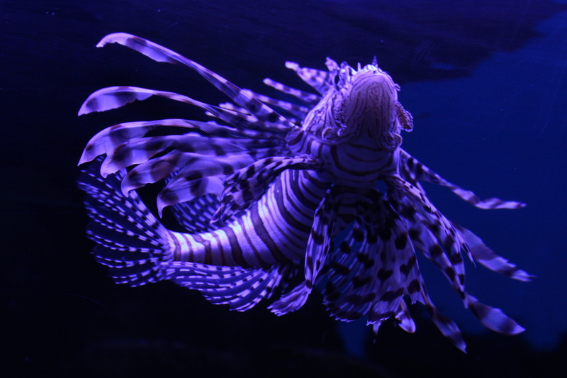 animal, pisces, animal themes, close-up, marine, undersea, vertebrate, no people, 5K, sea, submerged, water, animals in the wild, invertebrate, nature