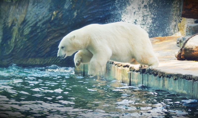 cold temperature, animal themes, water, jump, zoo, polar, snow, bear, animals in the wild, 4K, mammal, ice, outdoors, animals, sea, nature, no people