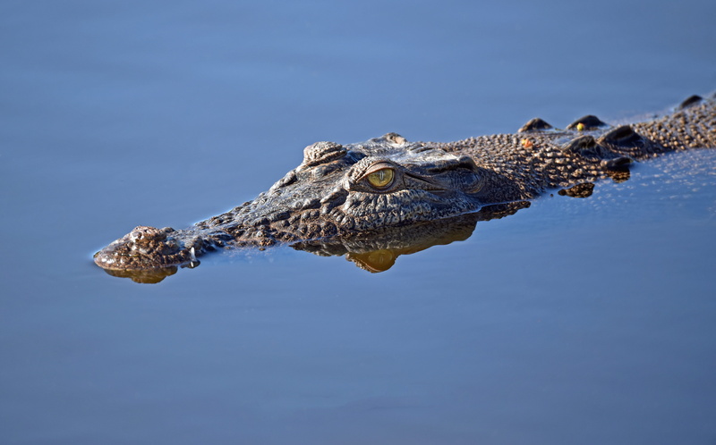 animal themes, outdoors, reptile, no people, 5K, copy space, animal head, vertebrate, crocodile eye, crocodile face, water, mouth open, snout, day, animals in the wild