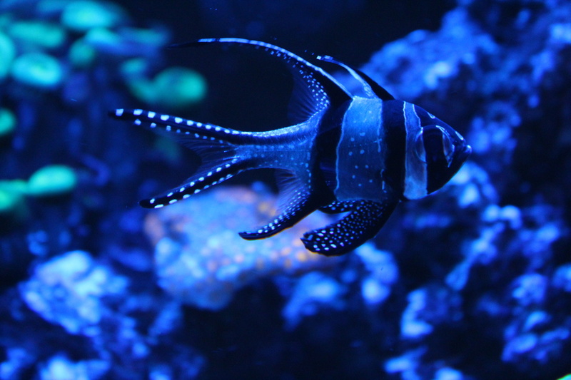 undersea, submerged, animal wildlife, no people, blue, swimming, vertebrate, sea, focus on foreground, 5K, ocean, one animal, nature, animal themes, animals in the wild