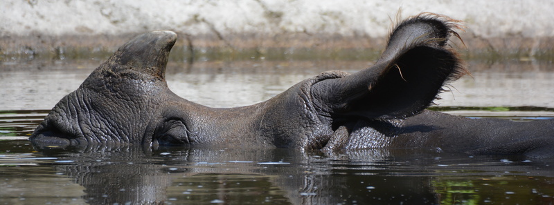 splashing, one animal, herbivorous, day, outdoors, focus on foreground, animal wildlife, cooling, africa, mammal, rhinoceros, safari Animals, profile view