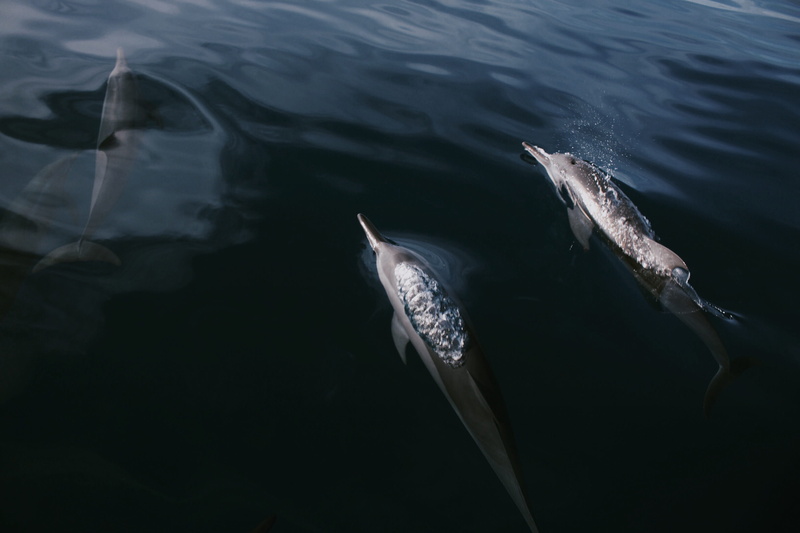  animal, ocean, no people, submerging, day, water, swimming, sea life, sea, fish, 2K, dolphins, animals in the wild, outdoors, animal themes
