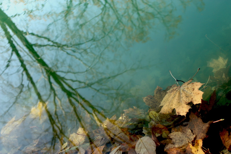 submerged, animal wildlife, nature, autumn, animal themes, one animal, no people, vertebrate, leaves, 4K, animals in the wild, plant part, branch, focus on foreground