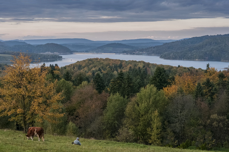scenics - nature, 4K, beauty in nature, lanscape, plant, tree, mammal, animal themes, cloud - sky, environment, lake, domestic, mountain, trees, land