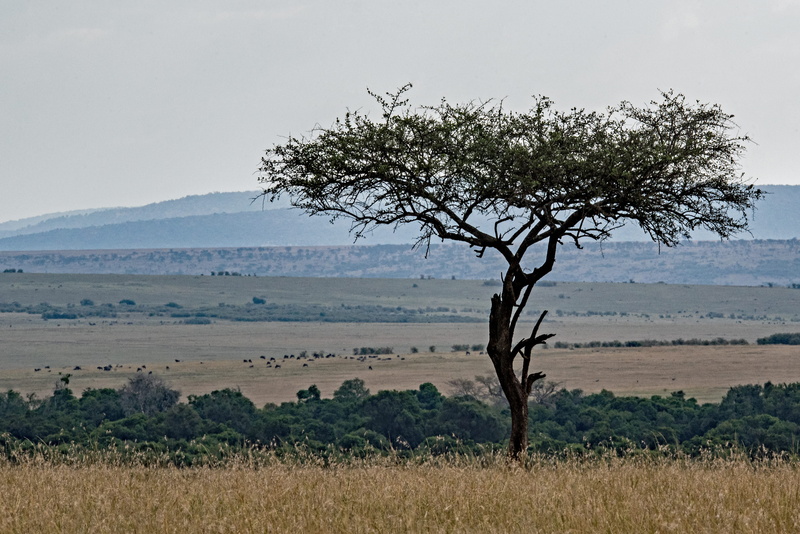 outdoors, leafed, grey, tranquil scene, nature, tranquility, animal, african lanscape, green, david clode, environment, animal wildlife, african vista
