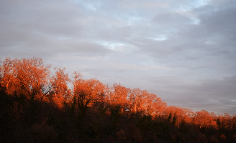 beauty in nature, autumn, growth, day, lanscape, sky, forest, orange color, countryside, outdoors, tree, italy, cloud - sky, nature, trees, change, no people