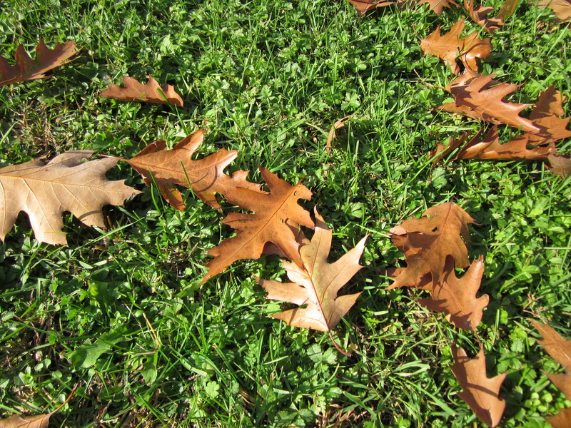 season, high angle view, plant part, Red Oak, green color, land, outdoors, nothern, field, meadow, maple leaf, no people, champion oak, Quercus Rubra, fallen