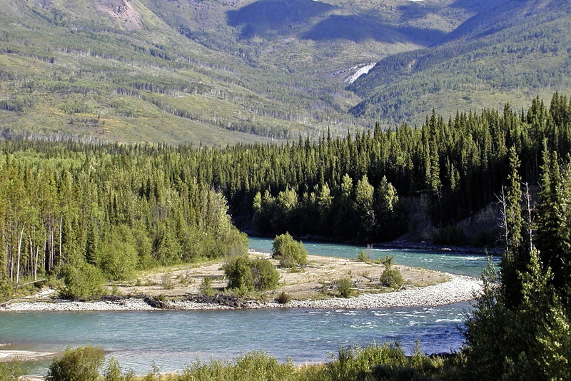 surrounded, 720P, tree, Landscape, flowing, trees, flowing water, non-urban scene, day, Yukon Territory, lake, pine woodland, beauty in nature, Canada