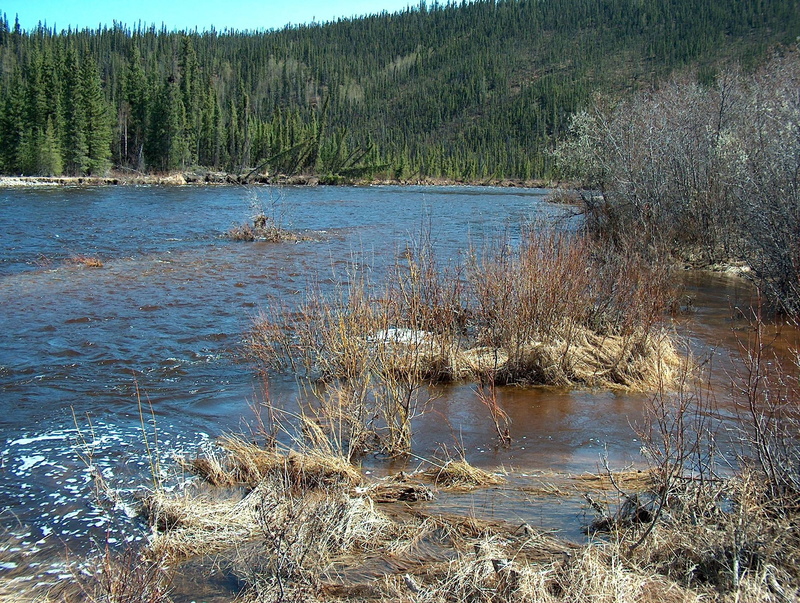 outdoors, country, lake, idyllic, beauty in nature, no people, swamp, non-urban scene, forest, tree, remote, day, alaska, plant, daytime, water, woods
