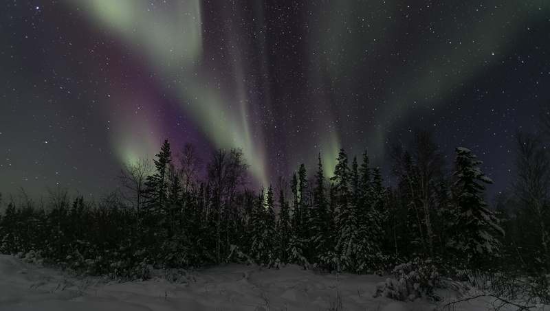stars, space, trees, astronomy, non-urban scene, snow, scenics - nature, green color, plant, nature, tree, no people, Northern Canada, sky, the sky, star - space