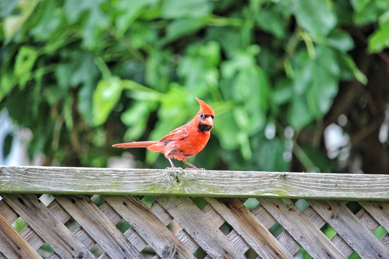 animal themes, red, canada, feather, forest, barrier, fence, green color, mississauga, day, cardinals, animal wildlife, animals, bird watch, canon, northern cardinal