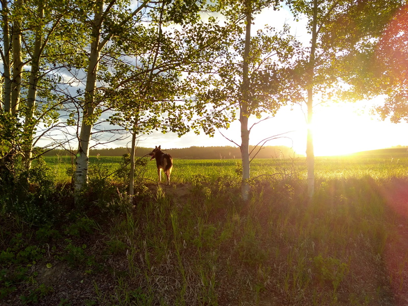 tranquility, haze, warm day, tranquil scene, trees, july, 2K, sky, canada, german shepherd, animal themes, tree, summer, nature, golden, alberta, one animal
