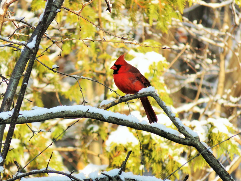 animal wildlife, branch, one animal, ontario, bird, outdoors, focus on foreground, canada, 4K, male, tree, forest, vertebrate, animals in the wild, red