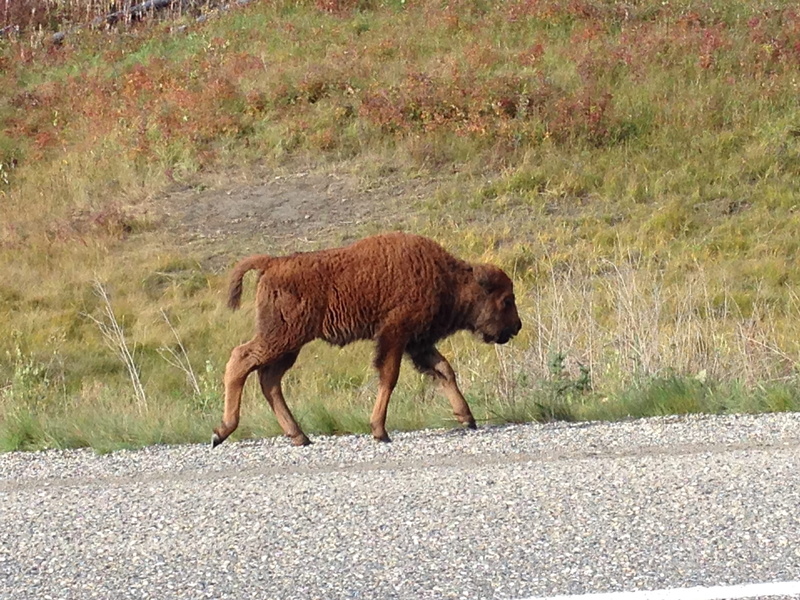 plant, outdoors, animal wildlife, 2K, land, buffalo, field, grass, day, animals in the wild, side view, wildlife, one animal, domestic animals, mammal