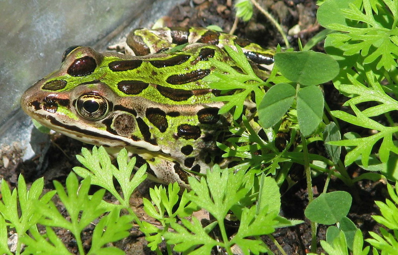 animal themes, growth, day, close-up, common lab frog, one animal, moneymore, green color, 1080P, reptile, lithobates pipiens, animals in the wild, animal wildlife