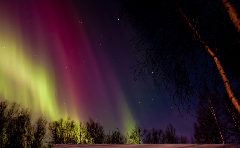 plant, Nature, borealis, Green, majestic, Landscape, winter, tranquil scene, Magenta, phenomenon, space, Night, power in nature, environment, sky, star - space