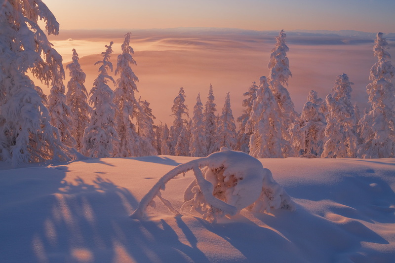 snow, Vladimir Ryabkov, winter, the snow, Russia, Oymyakonsky district, Yakutia, ate, trees, 1080P