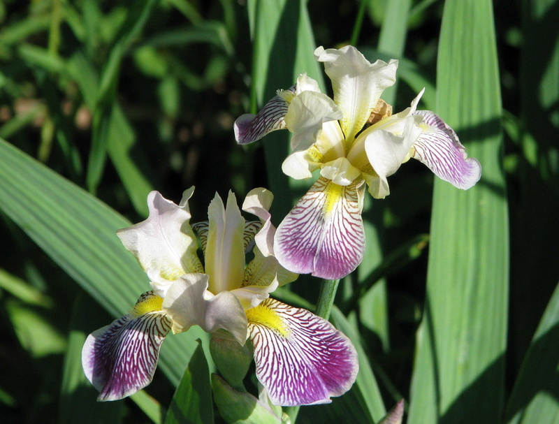 iris - plant, close-up, ontario, outdoors, nature, day, fragility, flowering plant, purple iris, focus on foreground, freshness, white color, plant, northern blue flag