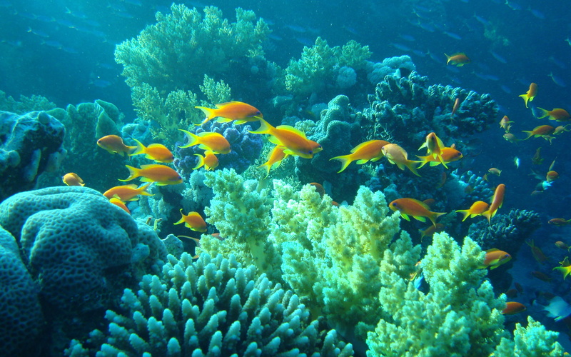 fish, Coral, 2K, sea, animals, hd animals walpaper, 2880x1800, Animal