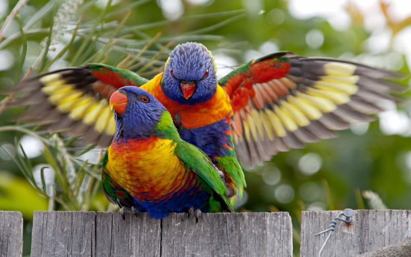 vertebrate, animal themes, animals in the wild, multi colored, hd, rainbow, walpaper, no people, rainbow lorikeet, outdoors, beauty in nature, bird, animal