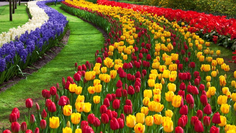 garden, flower, walpaper, 720P