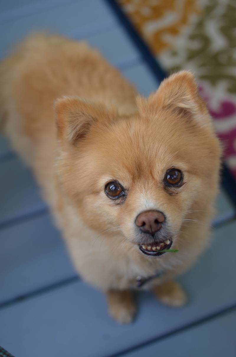 floof, nose, 4K, brown, puppy, pom, animals, focus on foreground, animal body part, pomeranian, looking at camera, animal eye, dog, fluffy, high angle view
