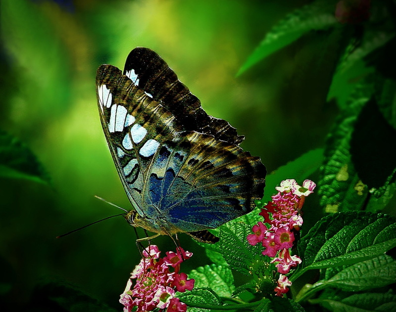 1080P, flowers, butterfly, wings, animals