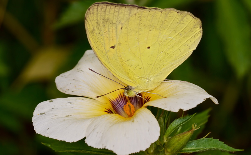 yellow, Butterfly, pollen, greatshot, orange, flower, Nature, petal, 4K, animal, Ixias pyrene, animal wing, Closeup, animals in the wild, macrolife, lumen