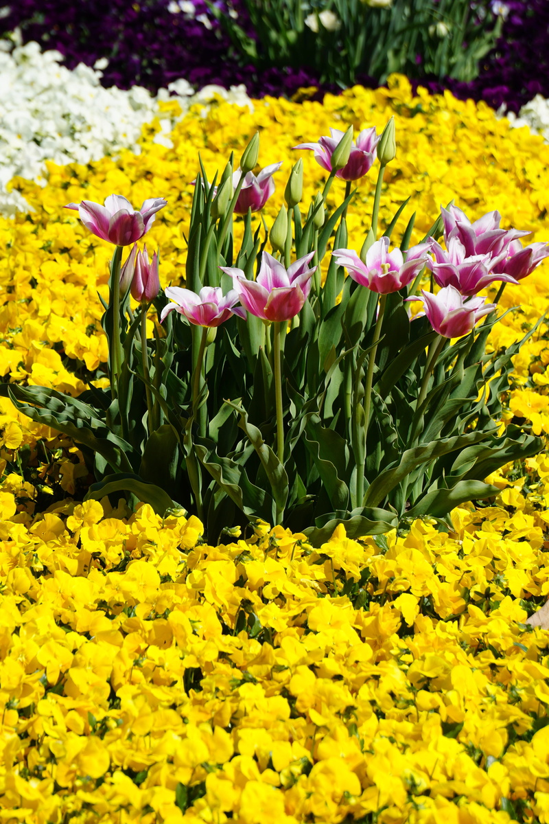 tulips, springtime, flowering plant, flower head, field, flower, no people, freshness, fragility, bloom, tulip, flowers, pink, red, garden, petal, hell