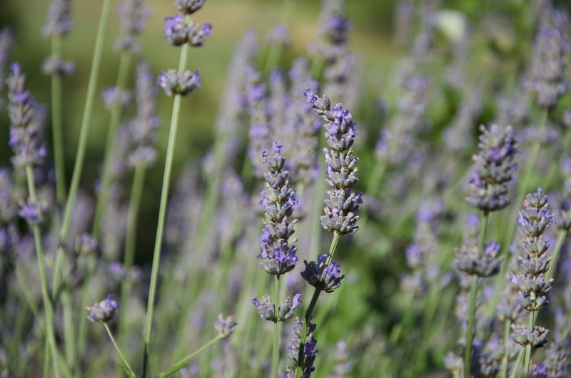summer, plant, lumen, italy, field, flowering plant, nature, 4K, outdoors, flower head, gardening, flower, vulnerability, animal wildlife, purple, selective focus