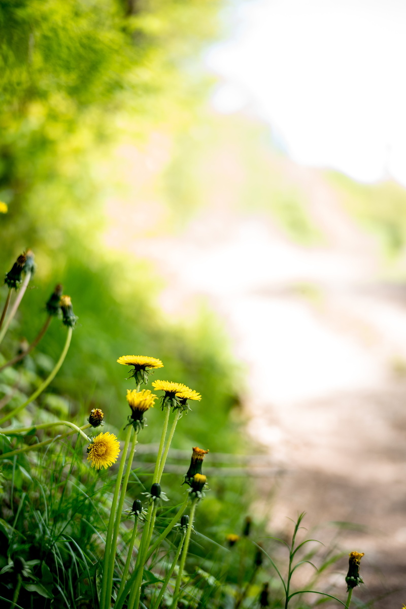 flowers, lachen, petaled, bokeh, psychology, outside, closeup photography, outdoors, yellow, Zukunft, 5K, flower, thinking, Natur, positive, mood, plant