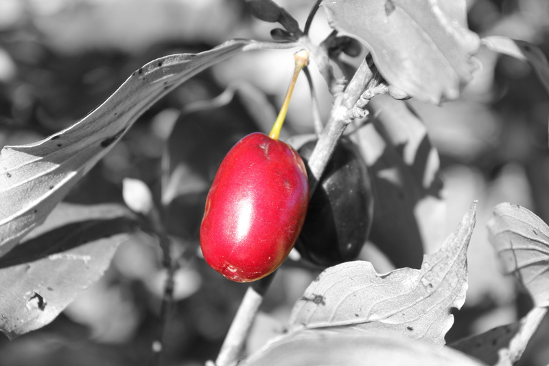 close-up, focus on foreground, plant, cornel, cherry, freshness, beauty in nature, fruit, dirndl, nature, red, plant stem, growth, berry fruit, wellbeing