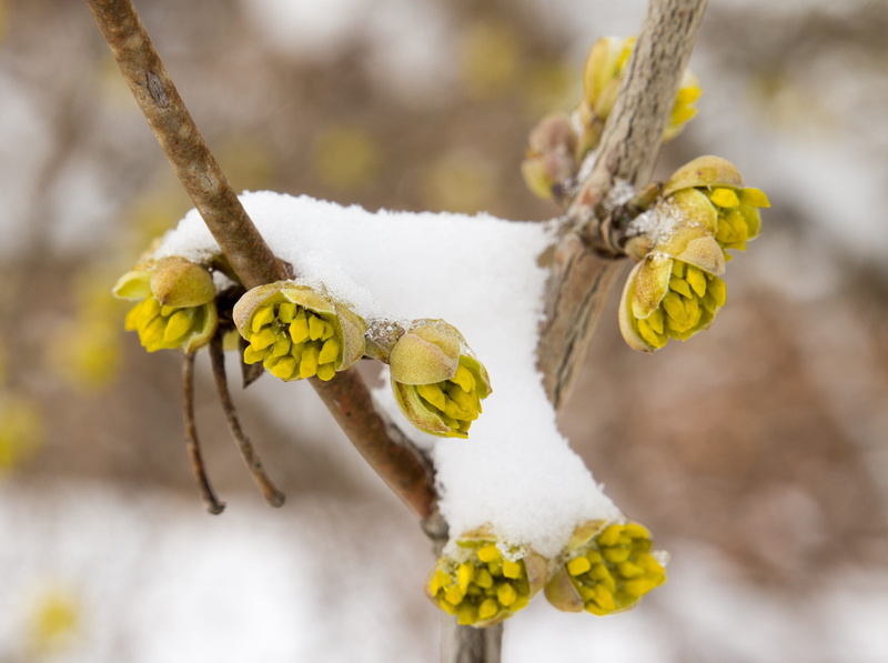 flower, no people, snow, yellow, branch, day, winter, nature, twig, bloom, plant, plant stem, tree, cold temperature, focus on foreground, vulnerability