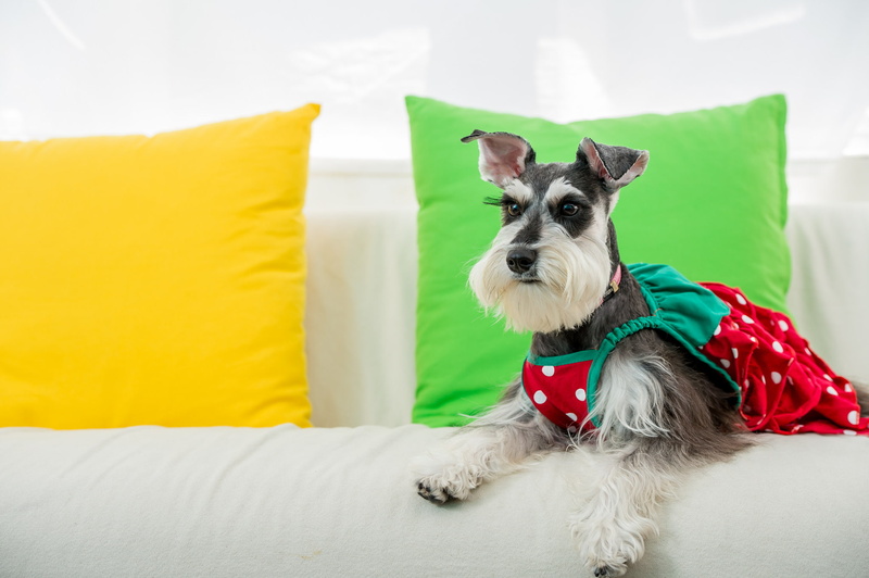 outfit, pillow, dog, The miniature Schnauzer, dwarf Schnauzer, sundress, 1080P