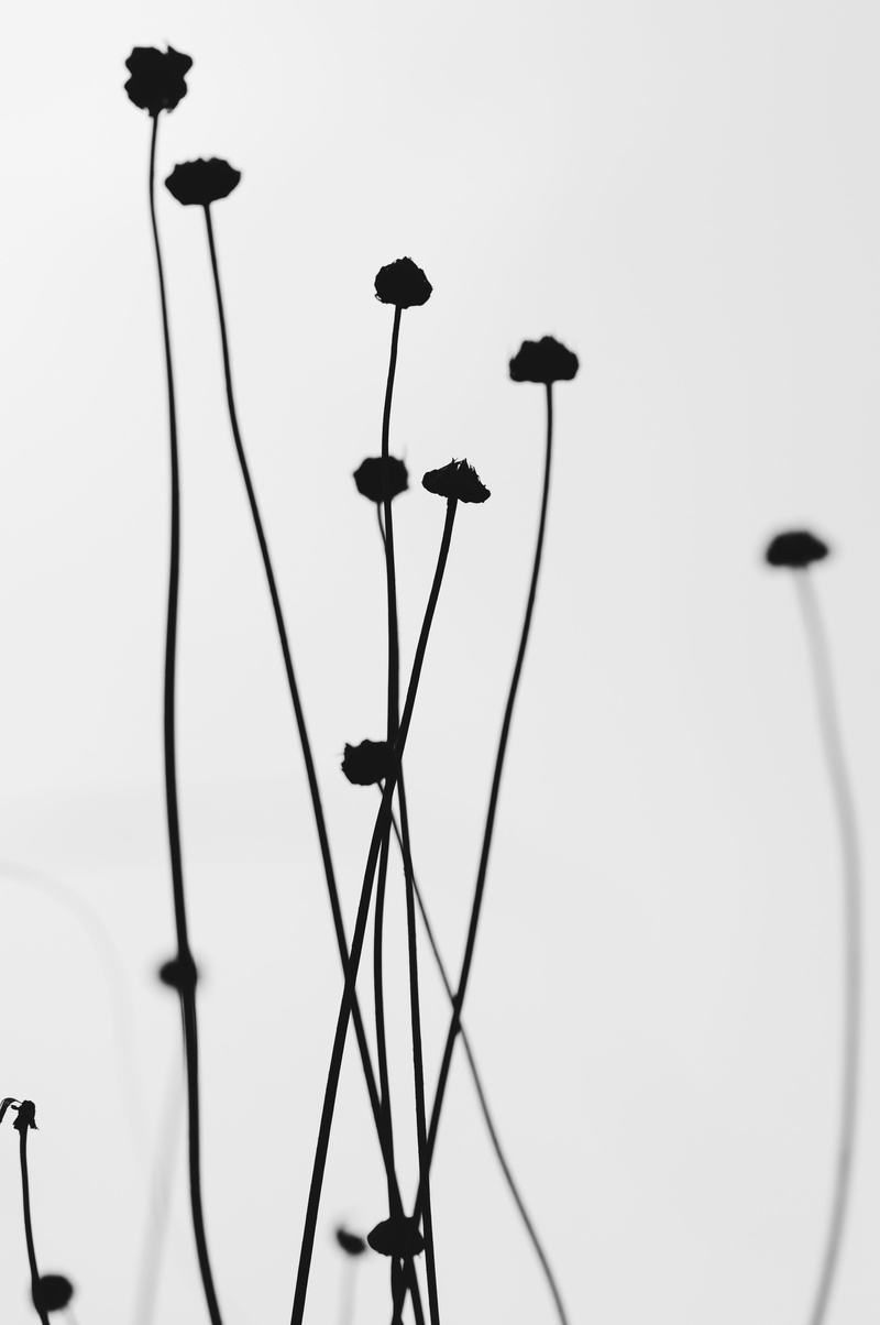 day, cable, electricity, no people, flower, animal themes, 4K, lighting equipment, plant, close-up, black and whtie, vertebrate, technology, street light
